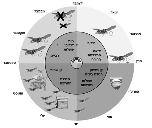 מחזור החיים של הצרעה האסייתית